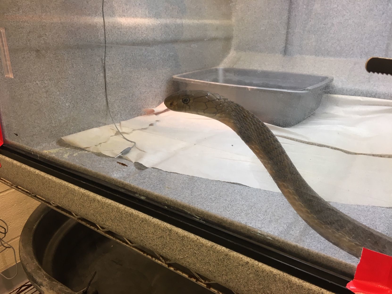 Cobra in Allegany